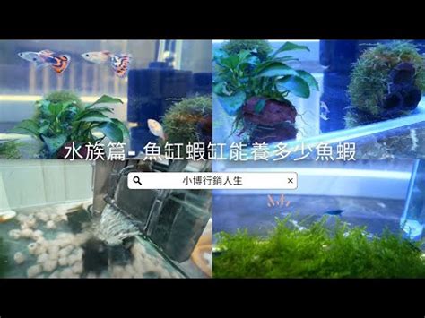 魚缸水量計算公式|魚缸計算機｜魚缸過濾｜魚缸光照｜魚缸溫度｜魚缸Di